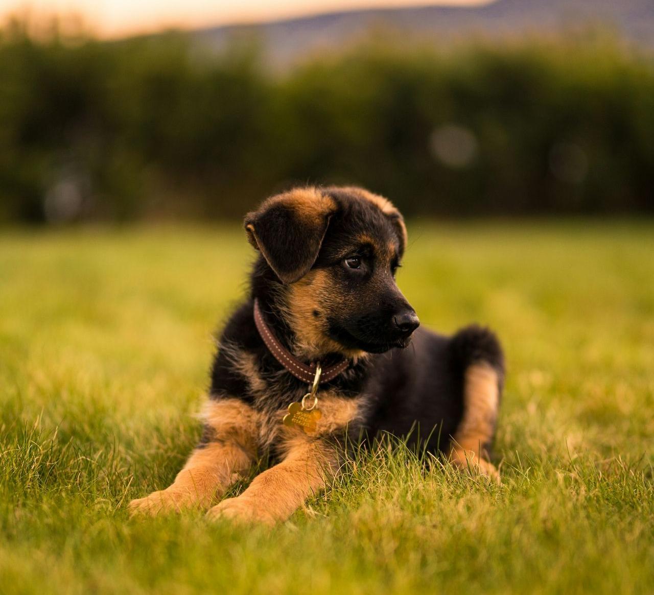 black and tan german shepherd puppy lying on green grass field during daytime